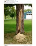 Woodpecker handy work FB