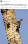 Woodpeckers father and son FB