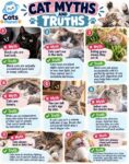CAT MYTHS AND TRUTHS FB