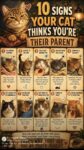 CATS 19 SIGNS OF A CAT PARENT FB