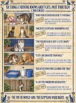 CATS 6 Things Everyone Know 13 FB