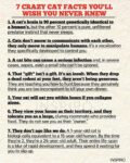 CATS 7 Crazy Cat Facts FB