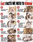 CATS Cat Facts We Need To Know FB