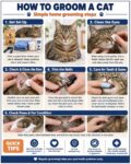 CATS HOW TO GROOM A CAT FB