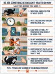 CATS He Ate Something He Shouldn’t Now What? FB