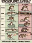 CATS How To See Stress In Your Cat FB