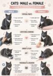 CATS- MALE vs. FEMALE FB