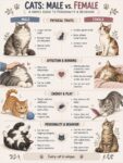 CATS- Male vs. Female 2 FB