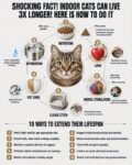 CATS SHOCKING FACT! INSIDE CATS LIVE LONGER FB