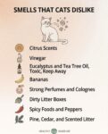 CATS SMELLS CATS DISLIKE FB