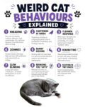 CATS WEIRD CAT BEHAVIOURS FB