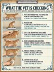 CATS What THe Vet Is Checking FB