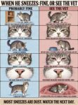 CATS When He Sneezes FB