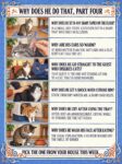 CATS Why Does He Do That 4 FB