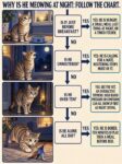 CATS Why Is He Meowing At Night? FB