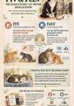 Cats FIV and FeLV FB