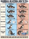 Cats HAIRBALL OR ASTHMA? FB